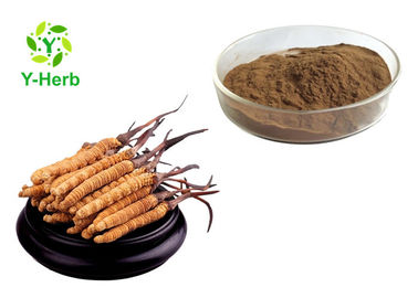 Pure Cordyceps Sinensis Extract Powder Polysaccharides 10%-50% Adenosine 0.5%-5%