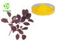Smoketree/Cotinus Coggygria Extract 10% 50% 98% Fisetin Supplement Powder Bulk