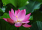 Water Soluble Pink Lotus Extract Powder Nelumbo Nucifera Water Lily Flower
