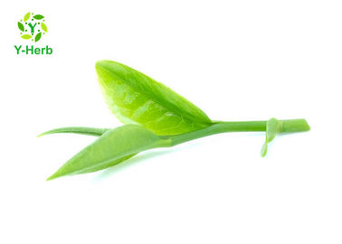 Organic Green Tea Extract Powder Tea Polyphenols 98% 40% 20% Oil Soluble 84650-60-2