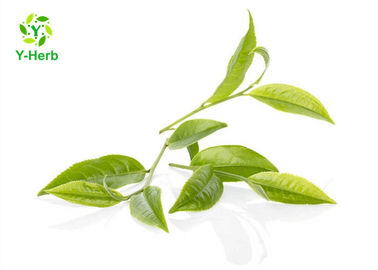 Organic Green Tea Extract Powder Tea Polyphenols 98% 40% 20% Oil Soluble 84650-60-2